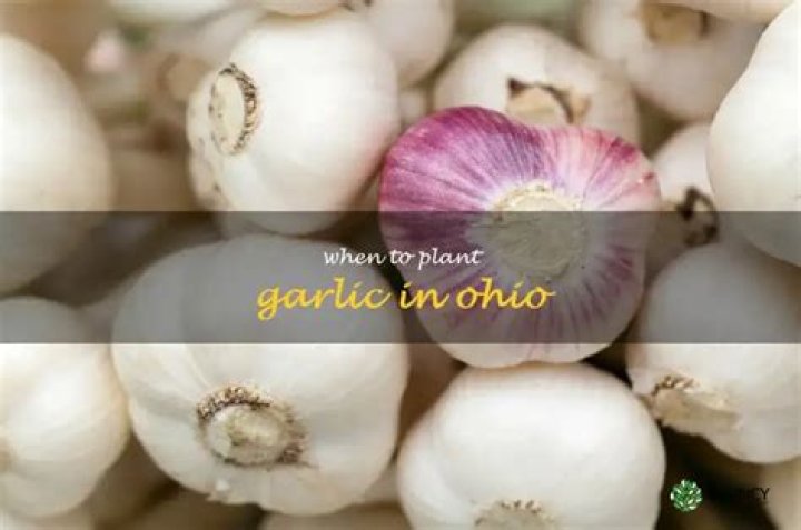 Can you grow garlic in Ohio