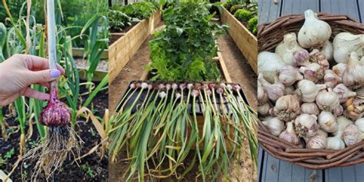 Can you grow garlic with onions