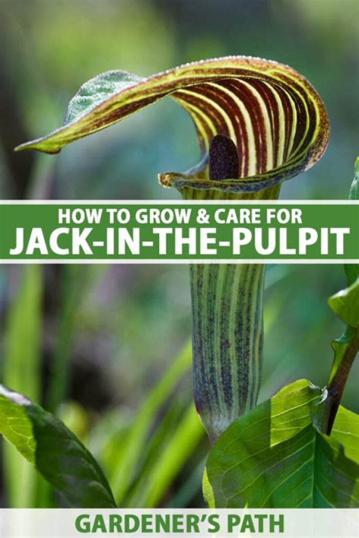 Can you grow jack in the pulpit indoors