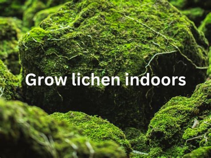 Can you grow lichen indoors