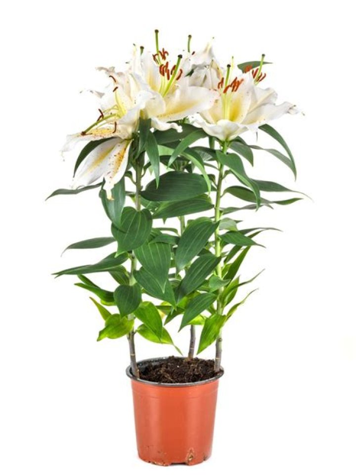 Can you grow lilies indoors