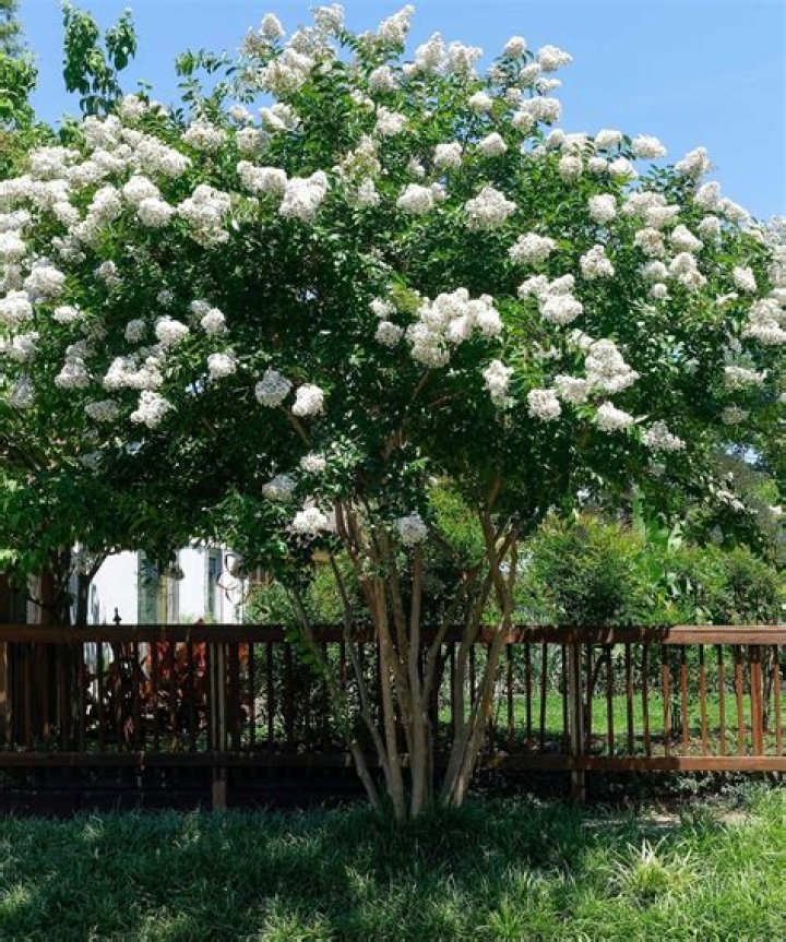 Can you grow Myrtle indoors
