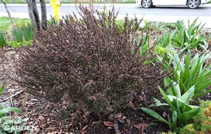 Can you hard prune barberry