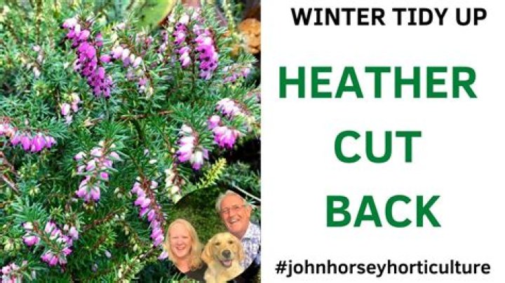 Can you hard prune Heathers