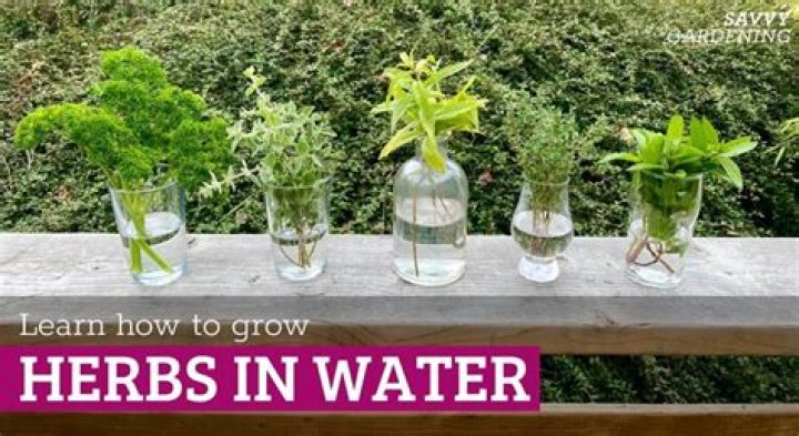 Can you keep herbs in water