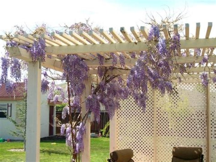 Can you keep wisteria small