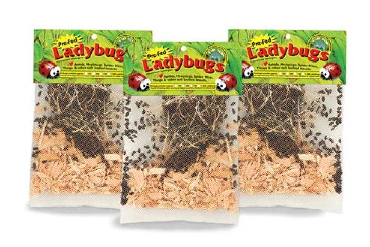 Can you order ladybugs online