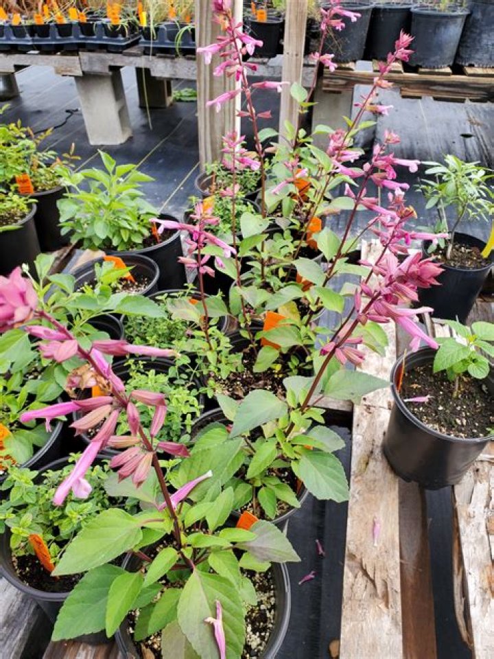 Can you order plants online