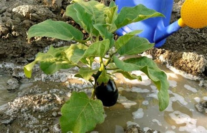 Can you over water eggplant