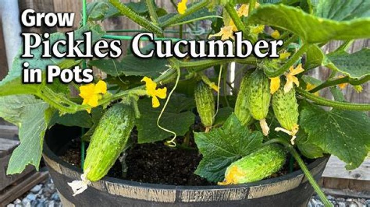 Can you plant a pickle seed