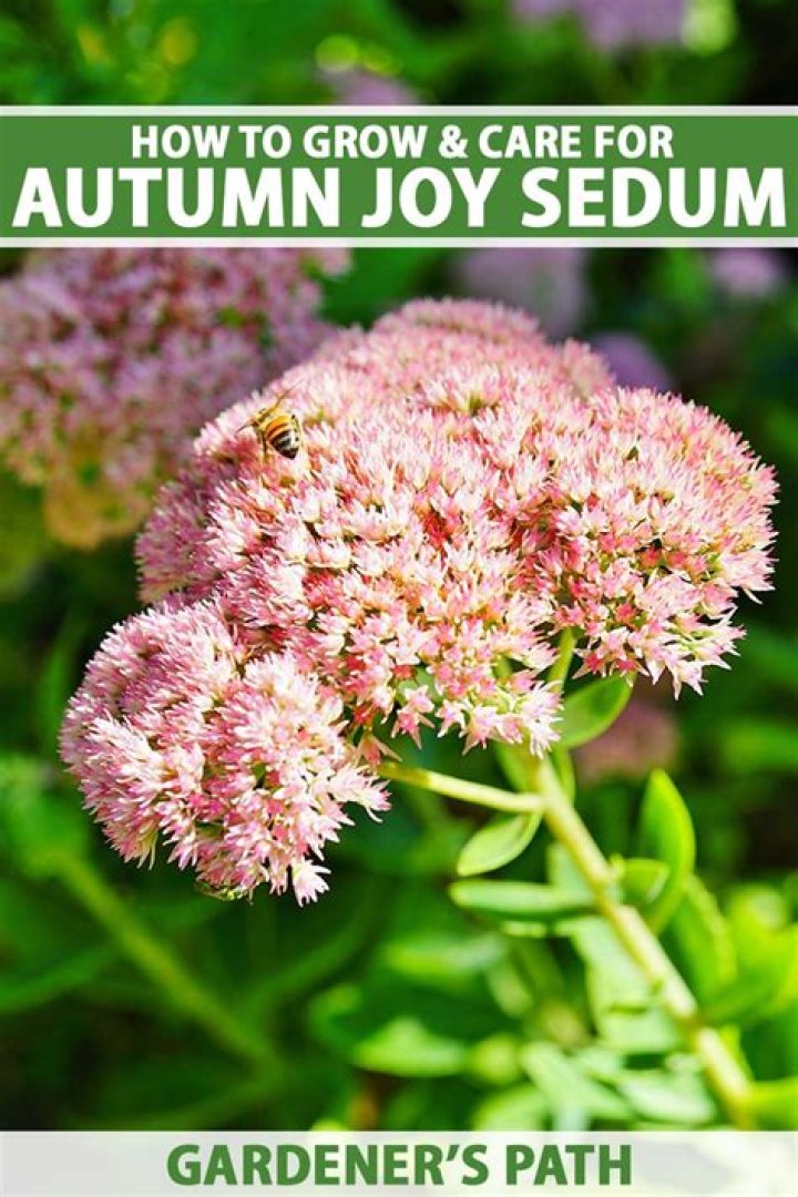 Can you plant sedum in fall
