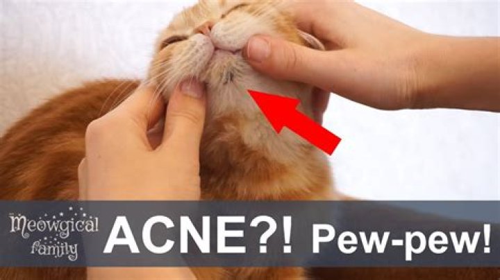 Can you pop your cats acne