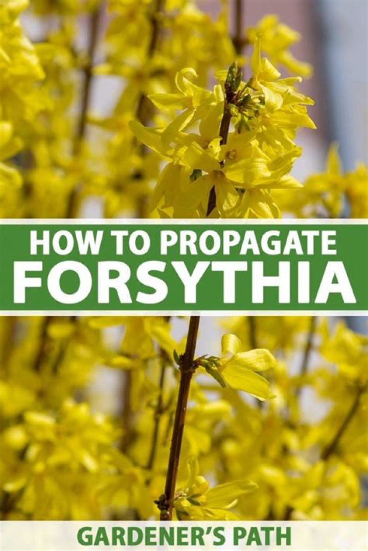 Can you propagate forsythia