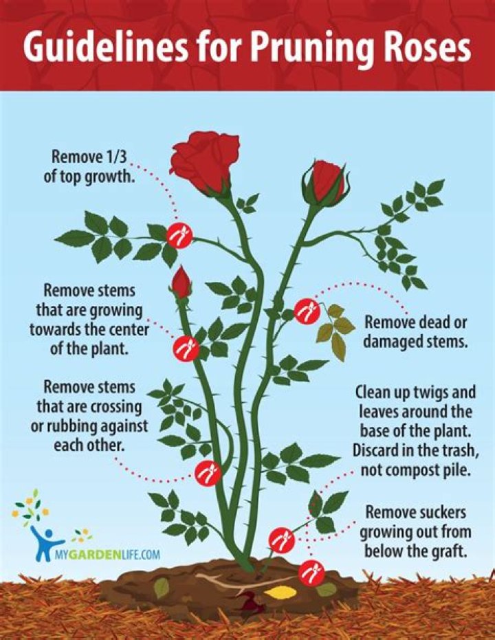 Can you prune roses in Oct