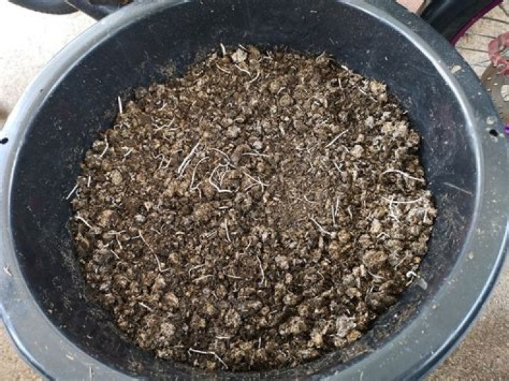 Can you put meat in compost