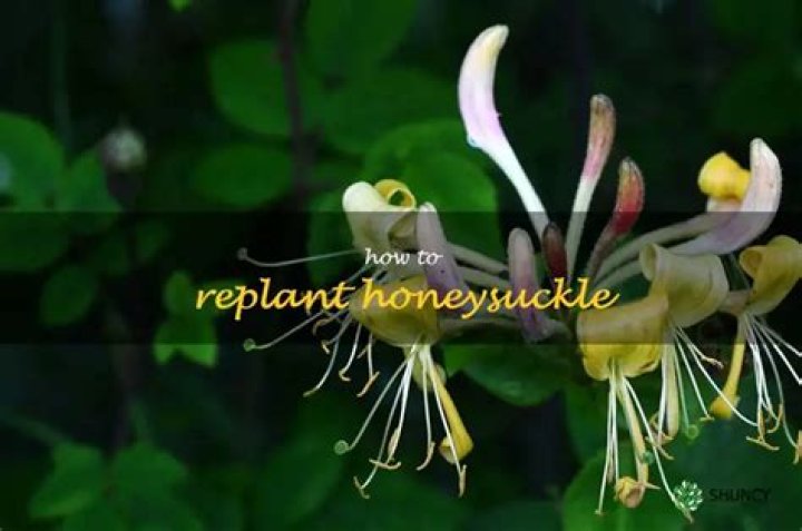 Can you replant honeysuckle