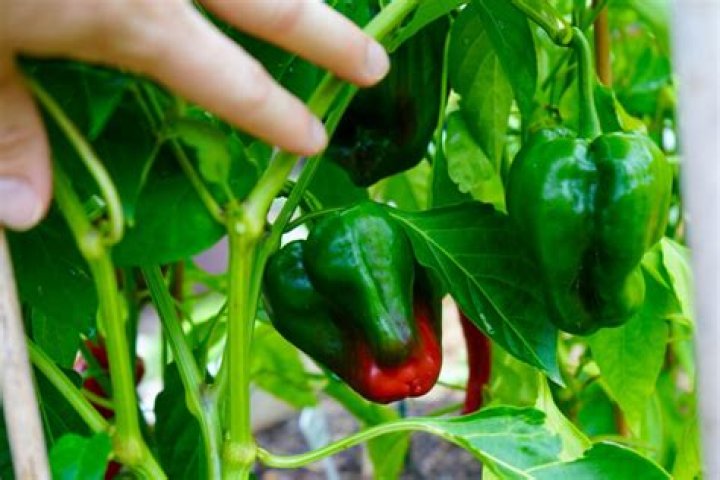 Can you save poblano seeds