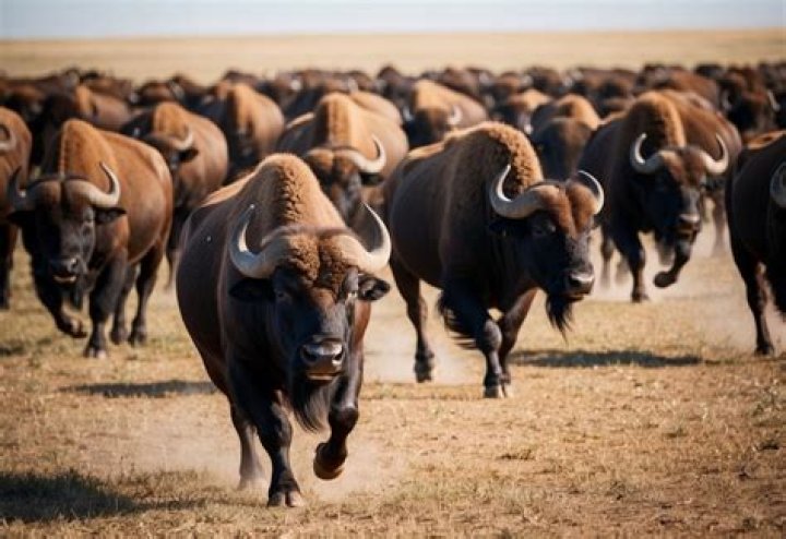 Can you say Buffalo 8 times