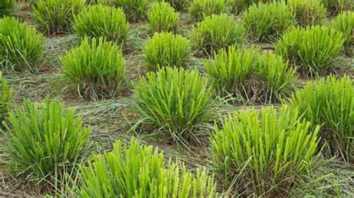 Can you separate lemongrass