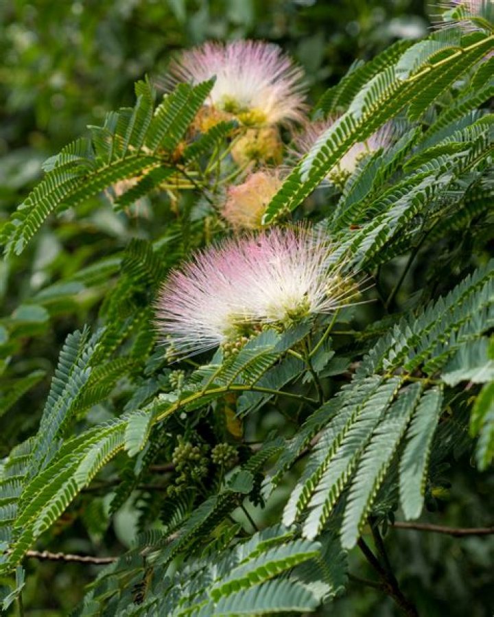 Can you shape a mimosa tree