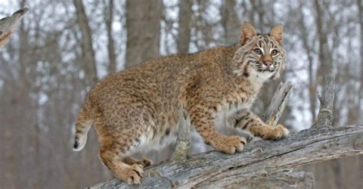 Can you shoot Bobcats in NY