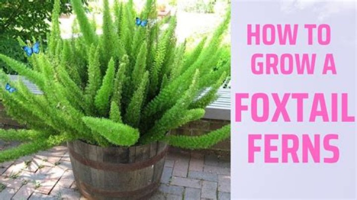 Can you split foxtail ferns