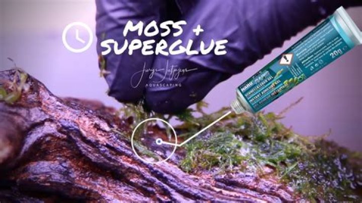 Can you superglue Java moss