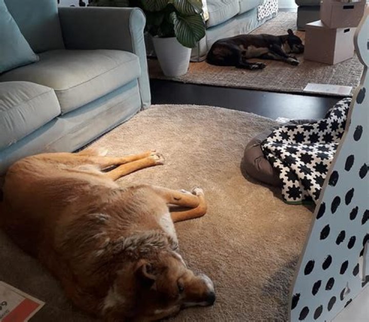 Can you take dogs into IKEA