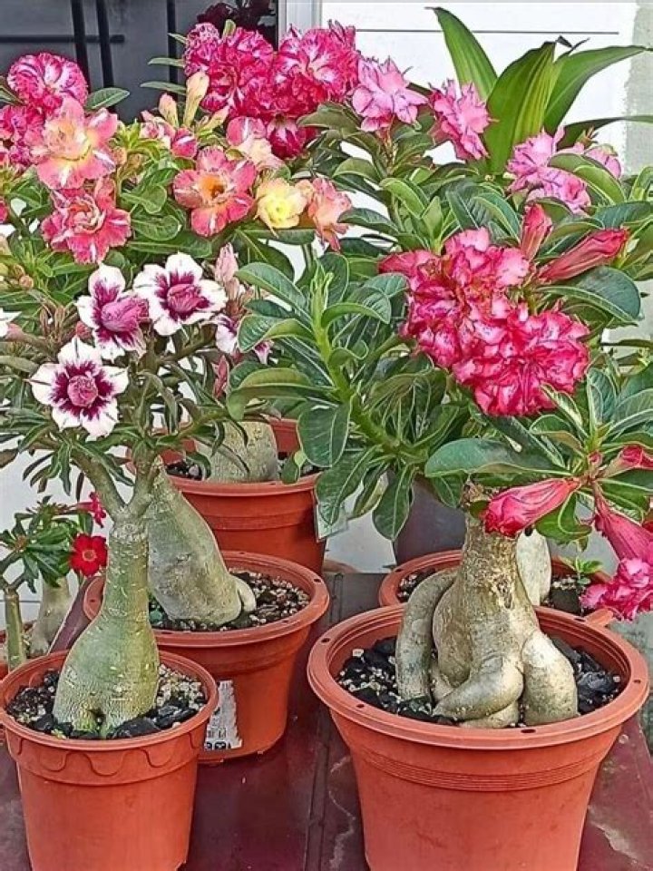 Can you touch a desert rose