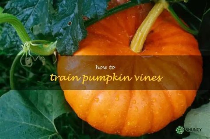 Can you train pumpkin vines
