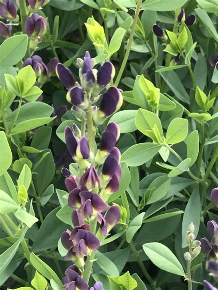 Can you transplant Baptisia