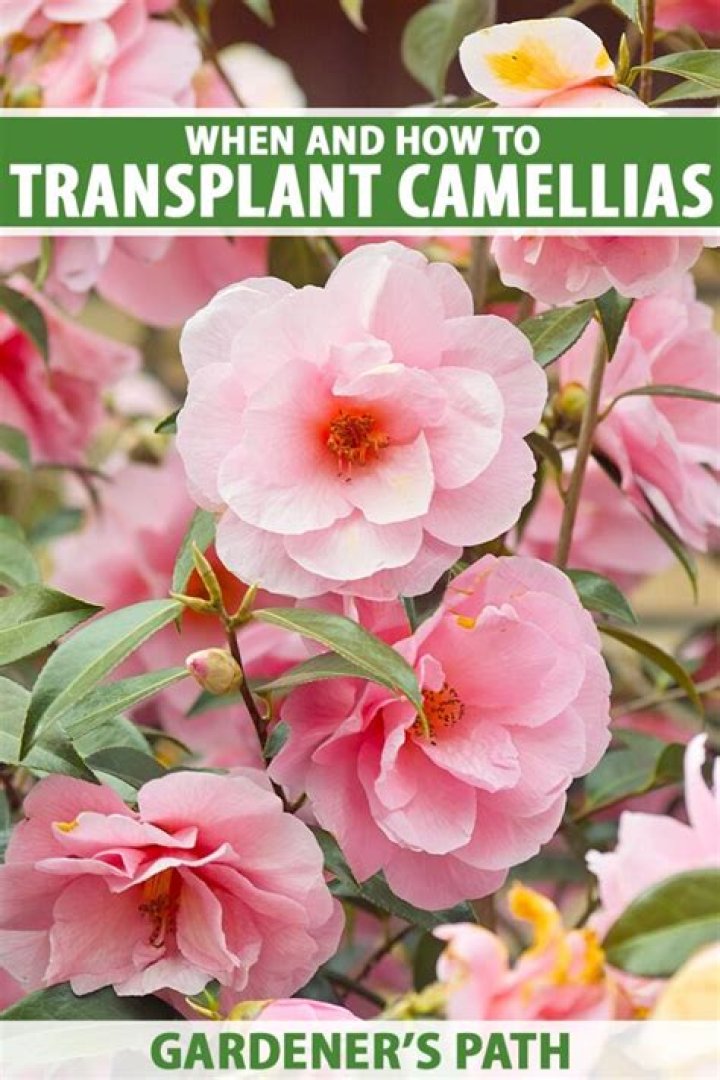 Can you transplant Camellia