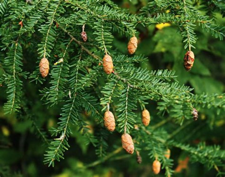 Can you trim a hemlock tree