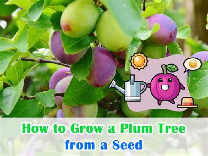 Can you uproot a plum tree
