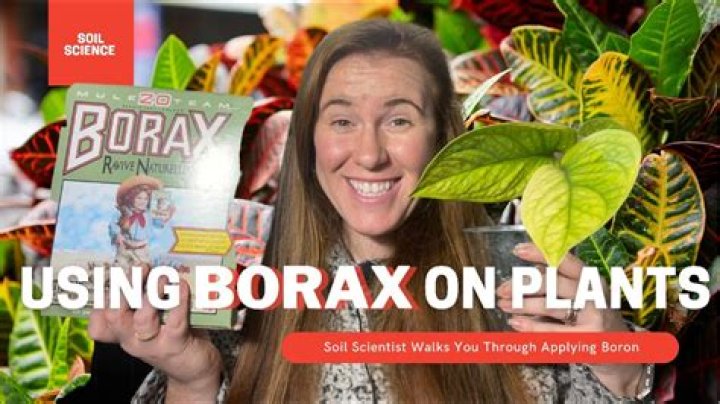 Can you use borax on plants