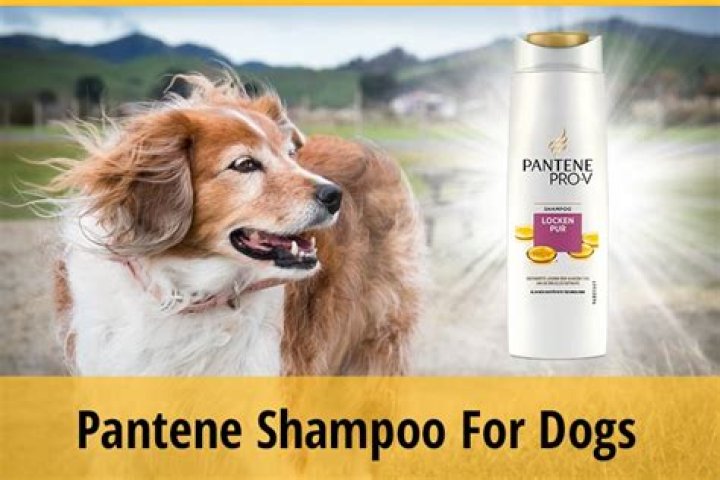 Can you use Pantene on dogs
