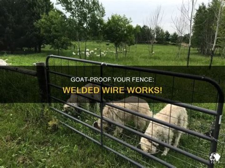 Can you use welded wire fence for goats
