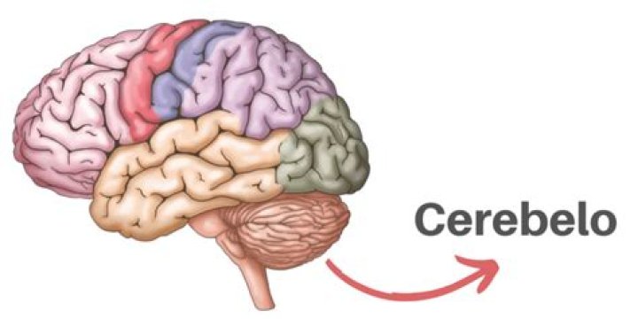 ¿Cómo se define el cerebelo