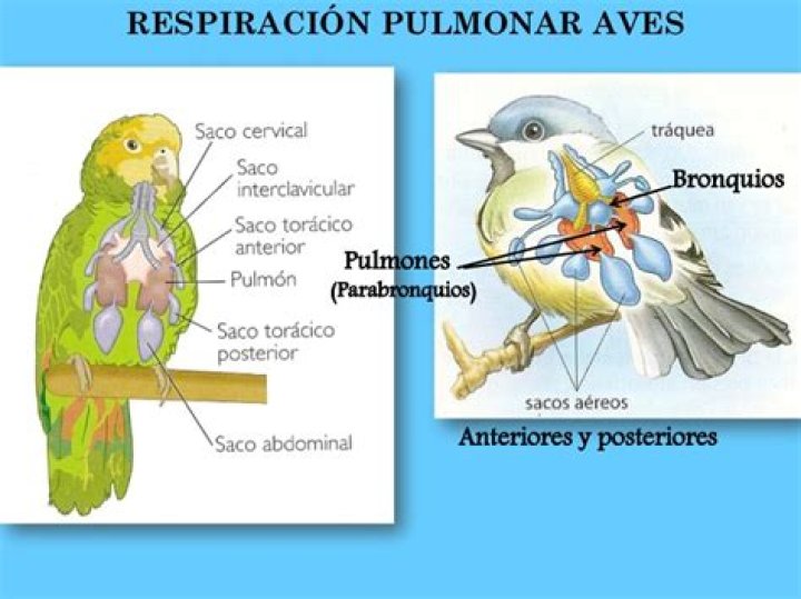 ¿Cómo se respiran las aves