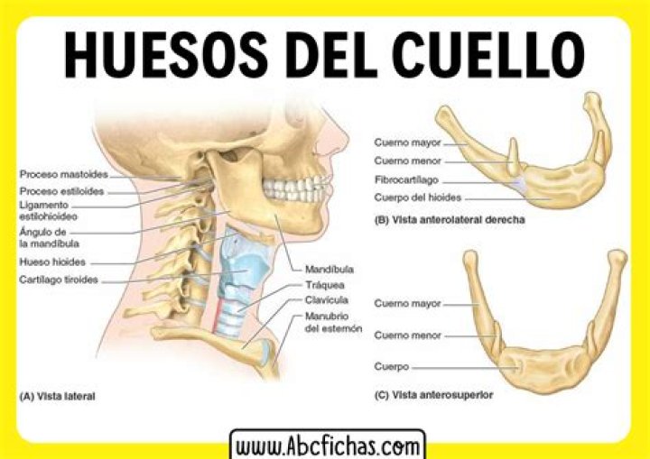 ¿Cuántas cervicales tenemos en el cuello