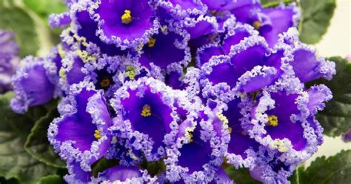 Do African violets spread