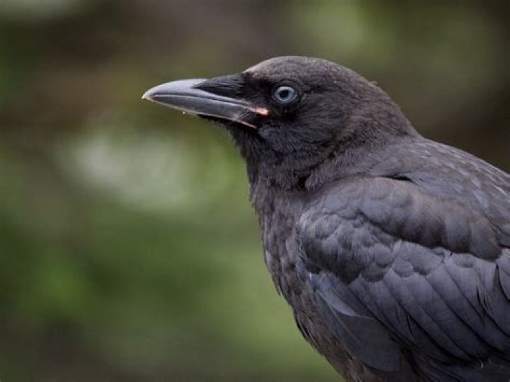 Do all crows have blue eyes