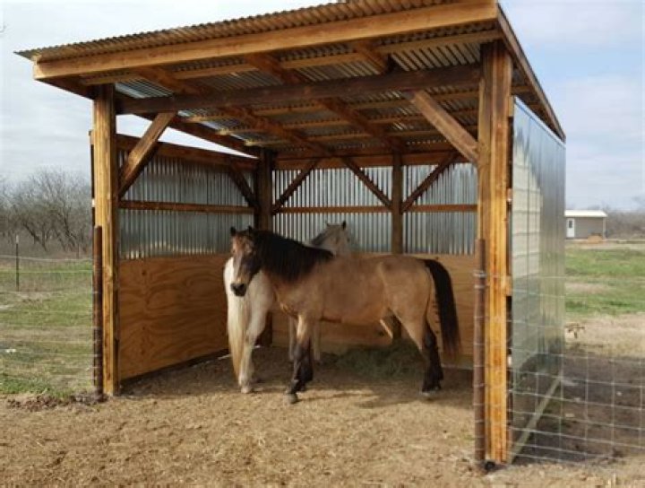 Do all horses need shelter