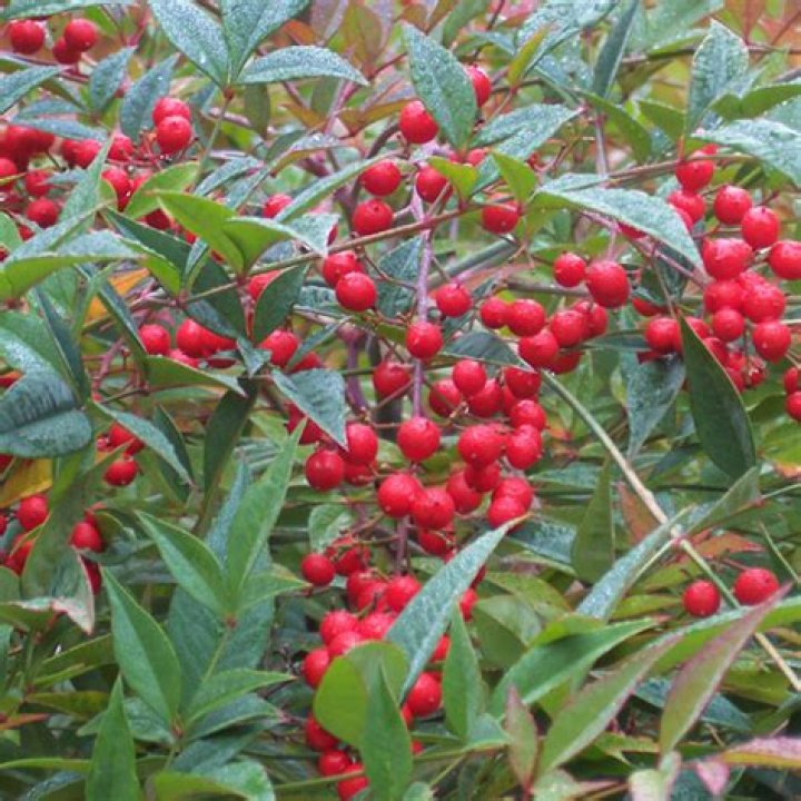Do all Nandinas get berries