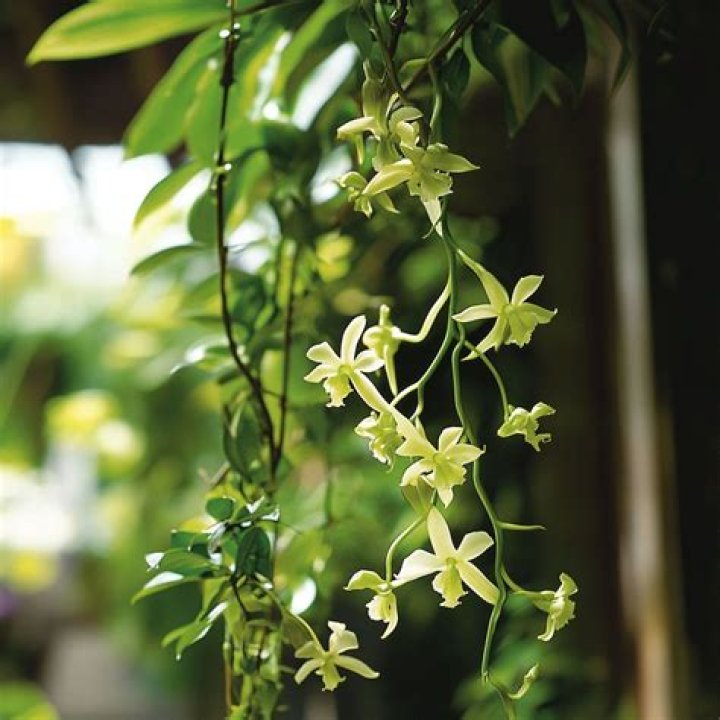 Do all orchids make vanilla