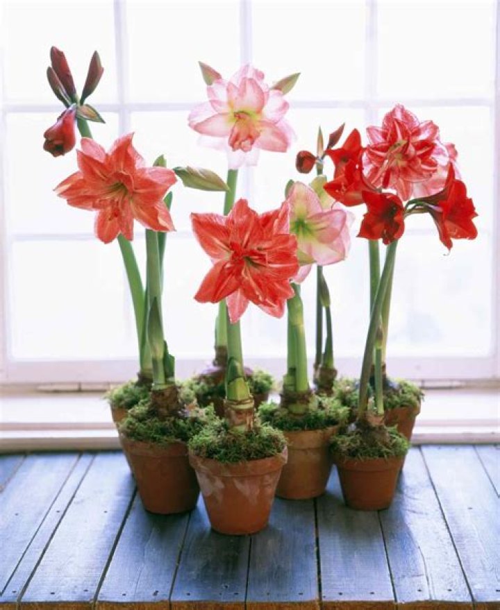 Do amaryllis plants spread