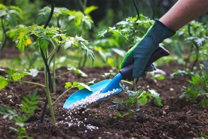 Do Annuals need fertilizing