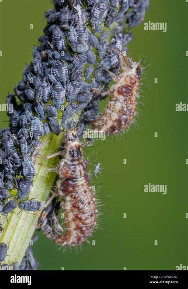Do ants eat lacewing larvae