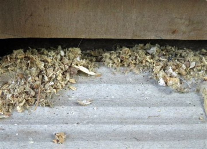 Do ants leave wood shavings