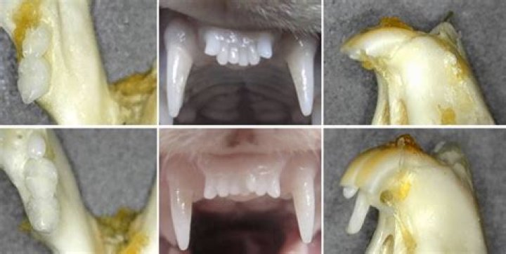 Do any mammals regrow teeth